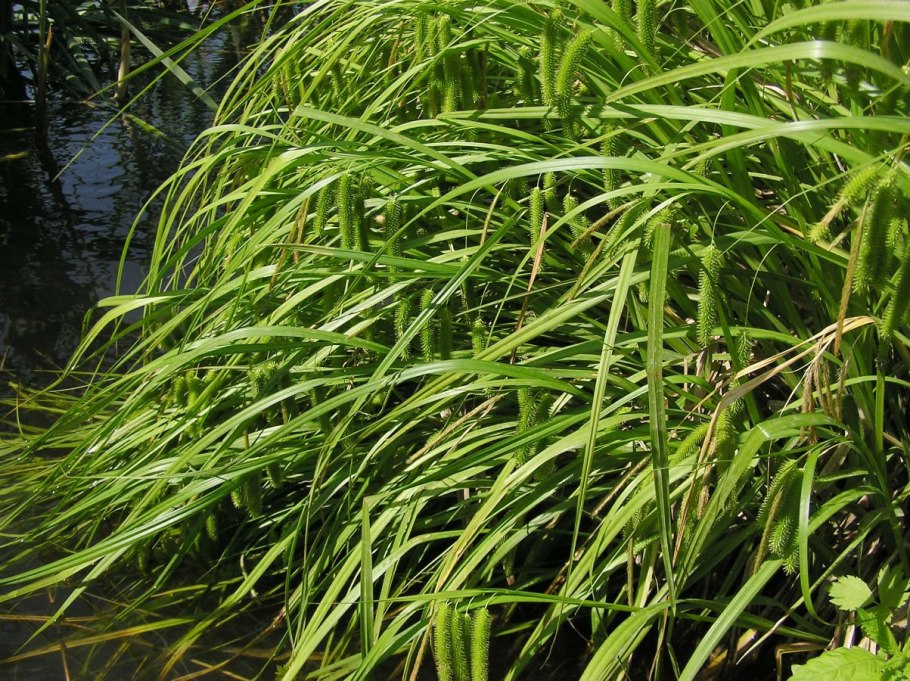 Осока ложно-сыть (Carex pseudocyperus)