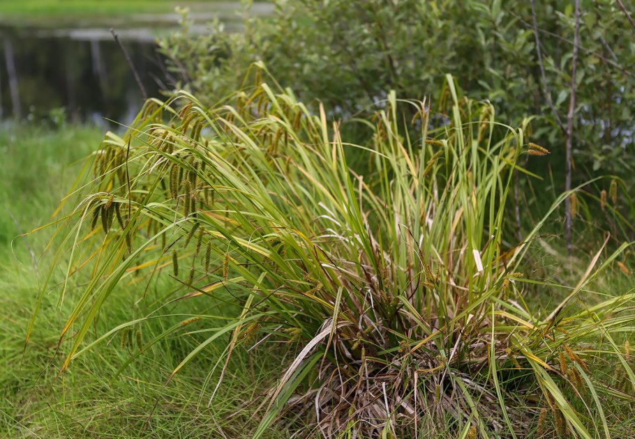 Осока ложносытевая Carex pseudocyperus