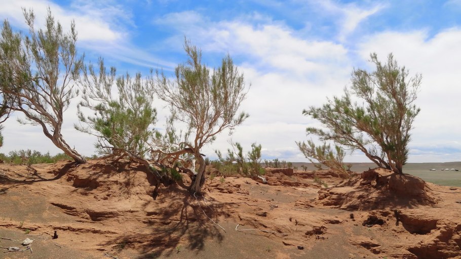 Саксаул и ковыль
