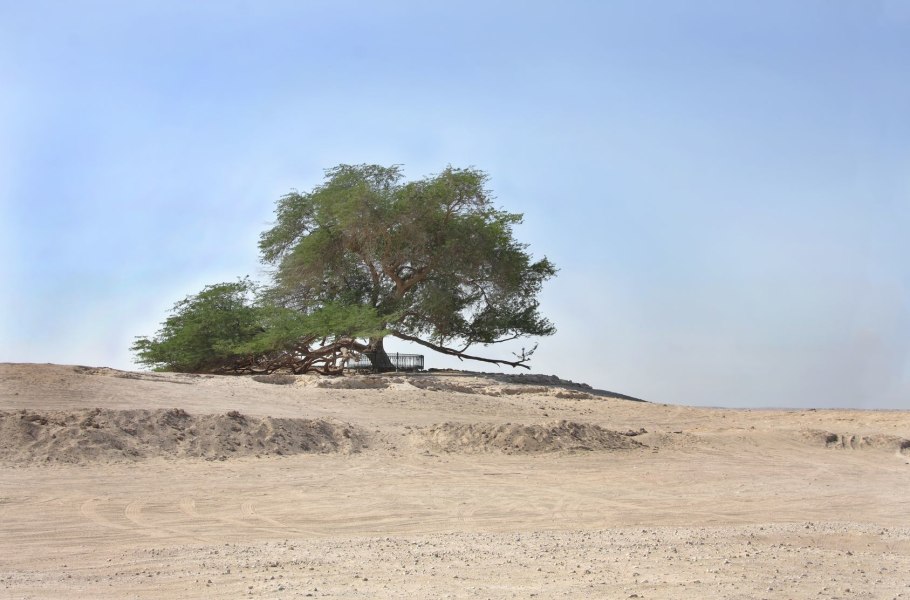 Акация дерево Египет