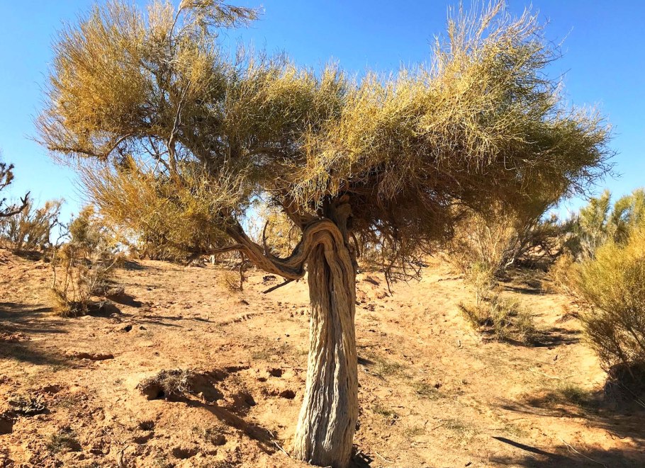 Саксаул Монголия