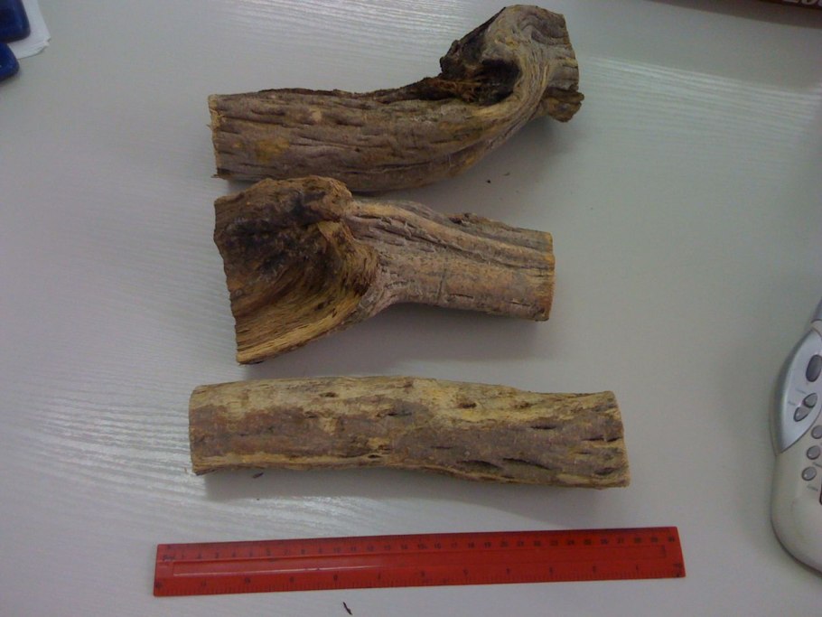 Туранга Евфратская