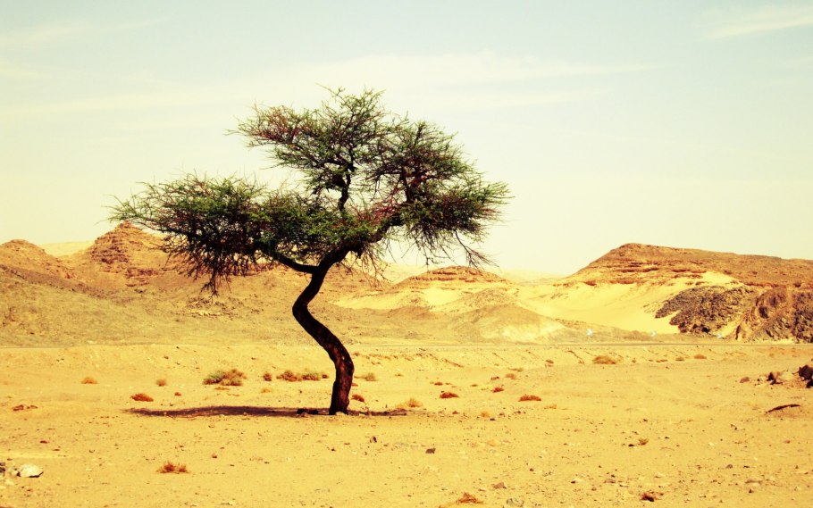 Саксаул в Гоби