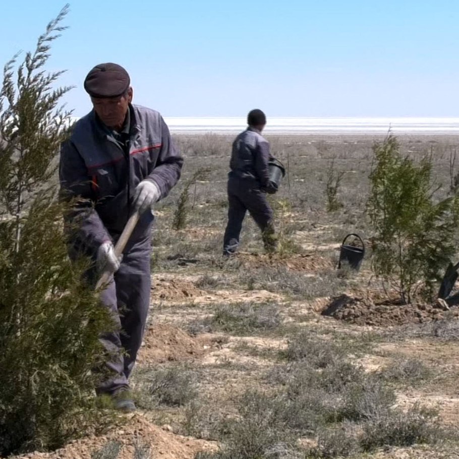 Селин растение пустыни