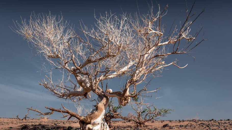 Саксаул растение пустыни