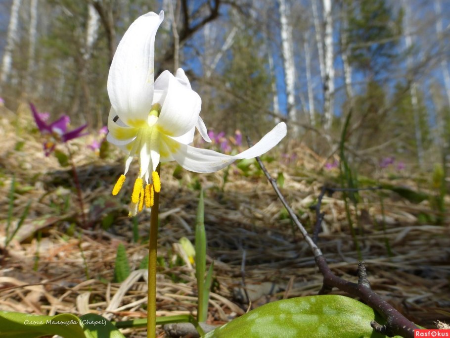 Erythronium japonicum
