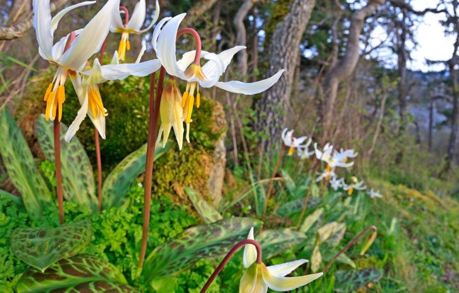 Кандык (Erythronium)