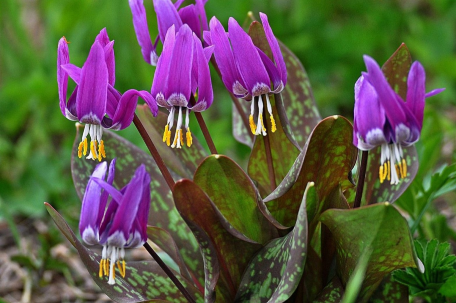 Erythronium americanum
