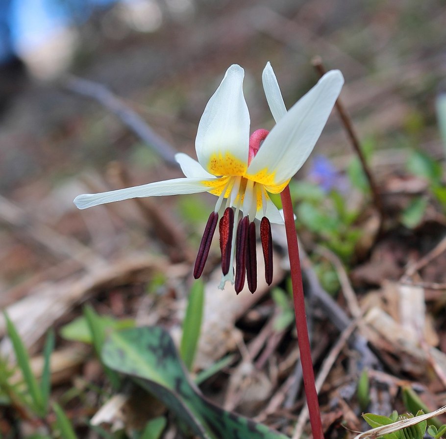 Кандык Сибирский ( Erythronium sibiricum).