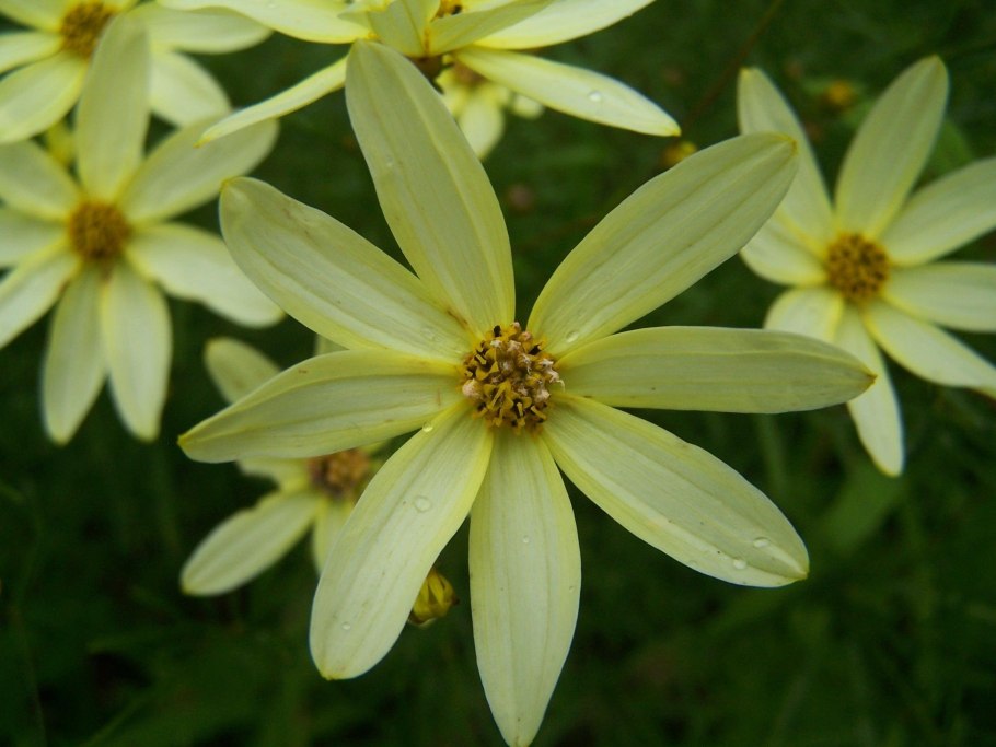 Двудольные цветковые