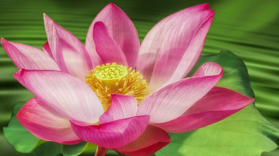 Лотос орехоносный Nelumbo nucifera