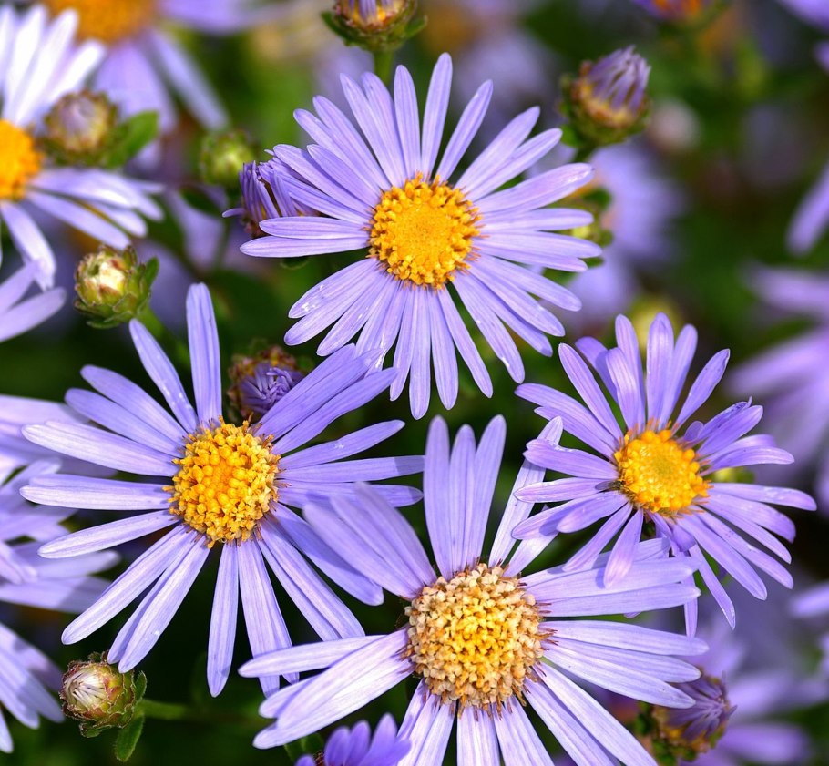 Aster amellus