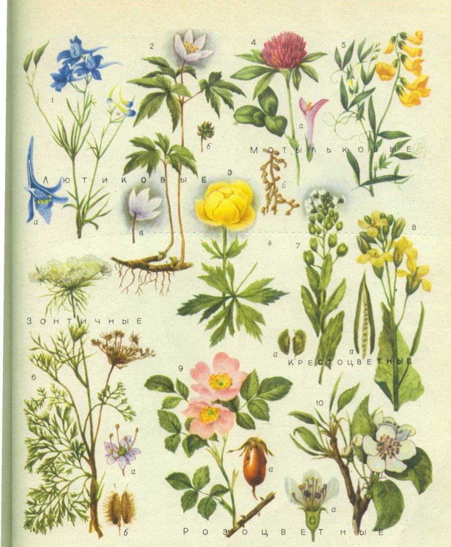 Гербарий растения Луга