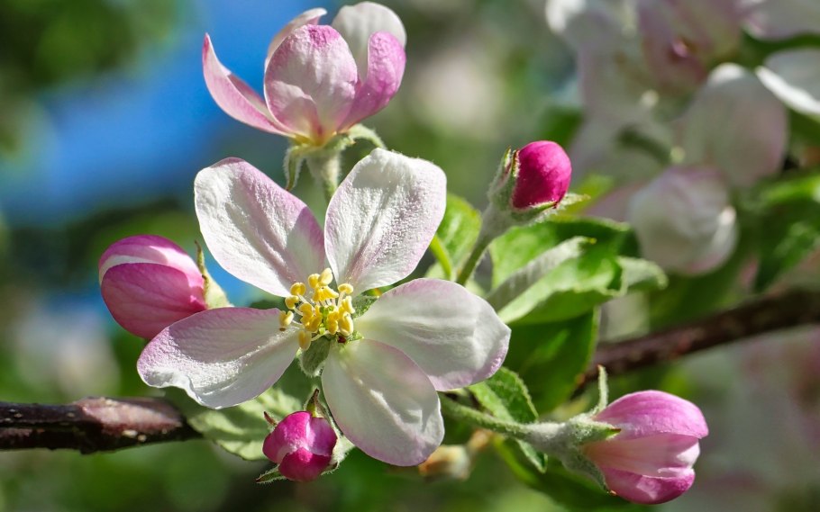 Растения цветы