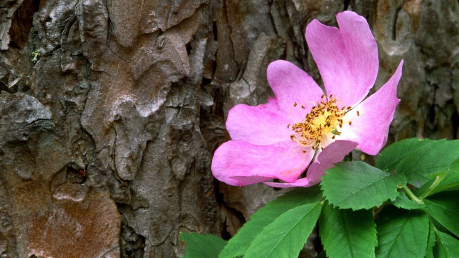 Дикая роза в ХМАО