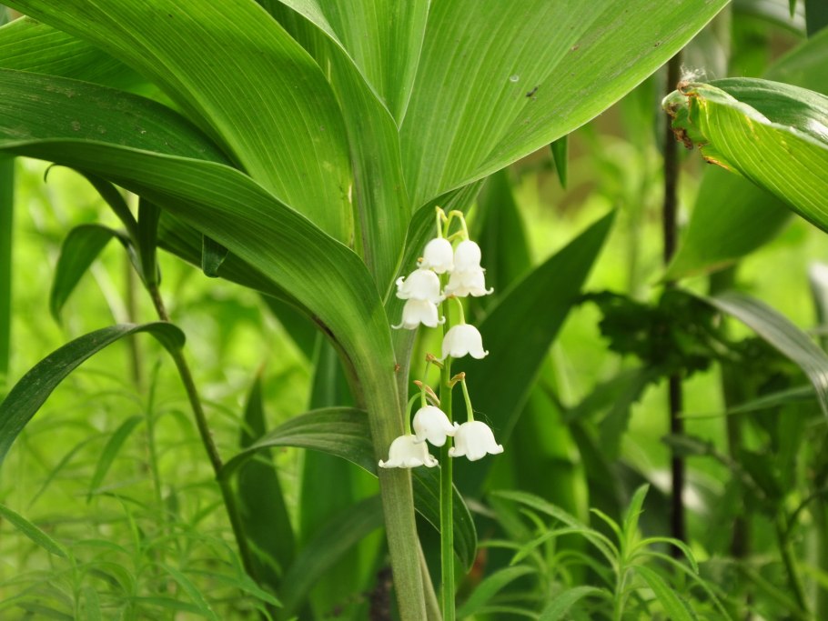 Отдел Покрытосеменные класс двудольные растения