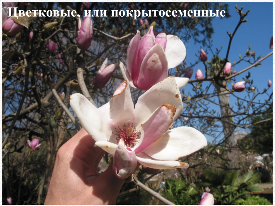 Покрытосеменные фото