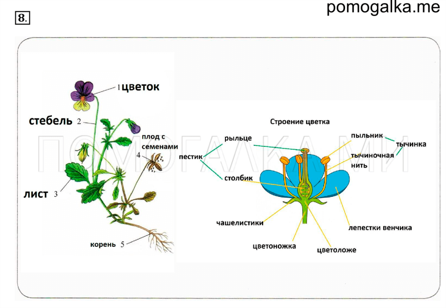 Внешнее строение покрытосеменных растений