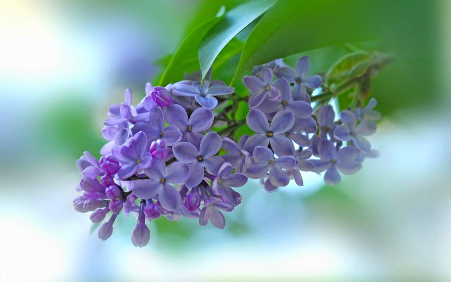 Цветущая ветка сирени