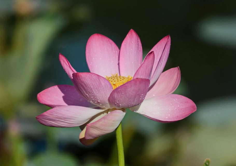 Лотос орехоносный Nelumbo nucifera