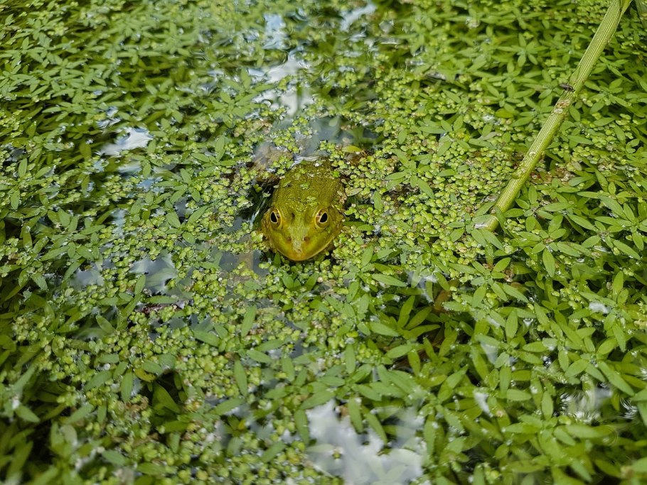 Сорняк лягушатник