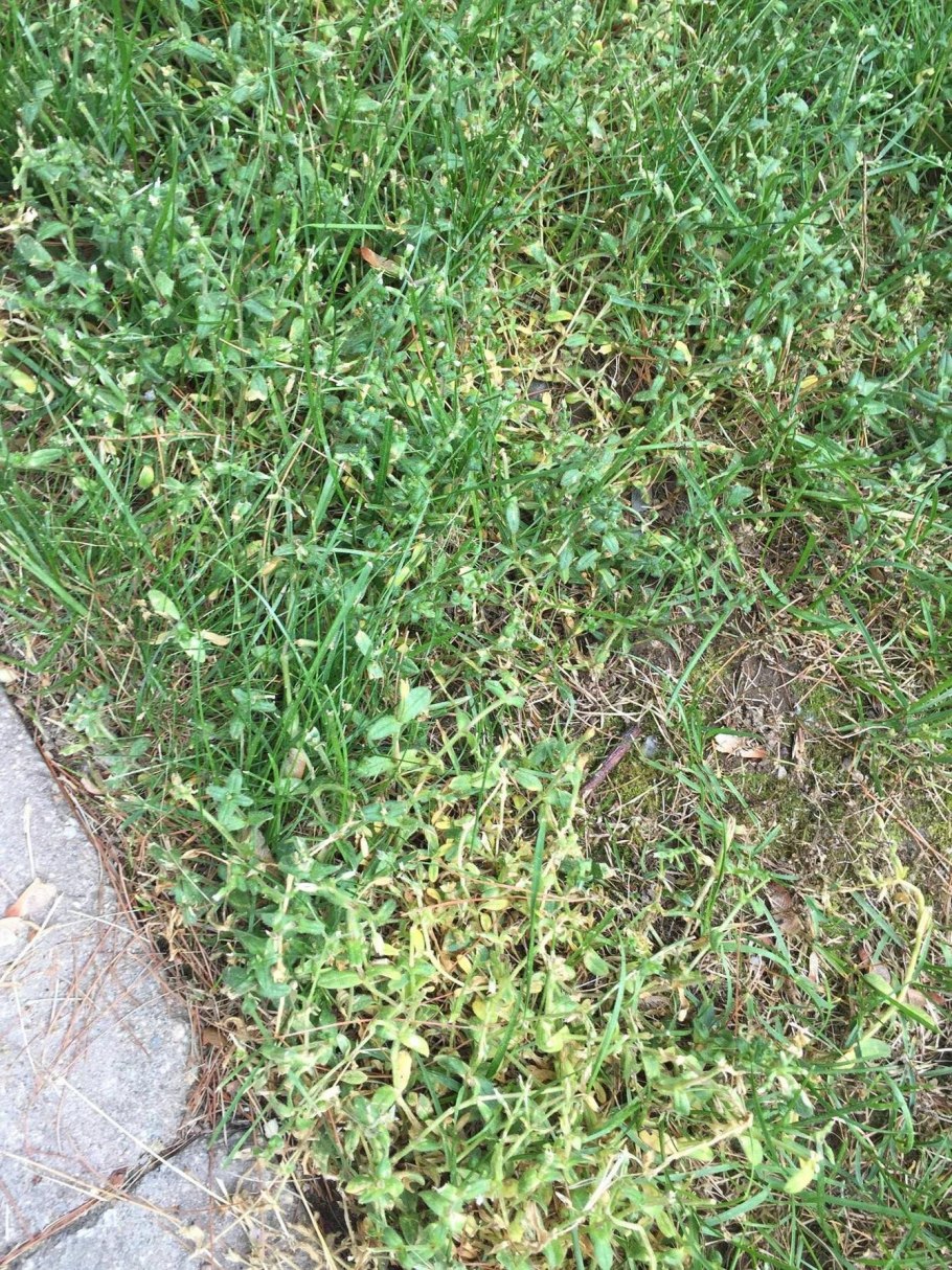 Калужница Арктическая