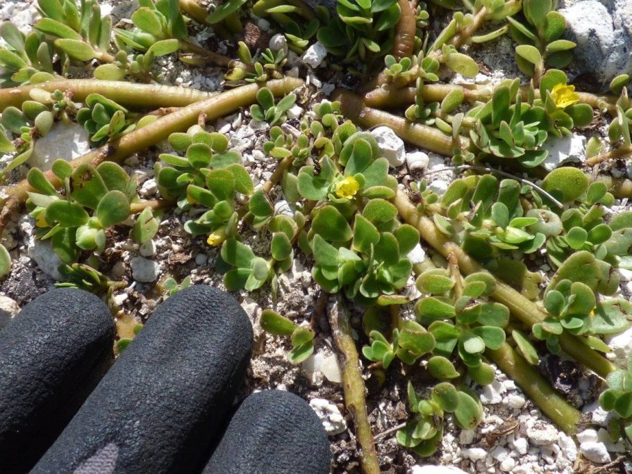 Трава портулак огородный