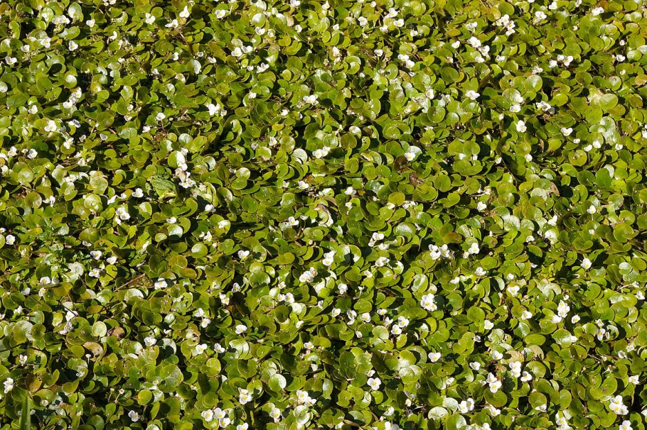 Полевица побегоносная газон