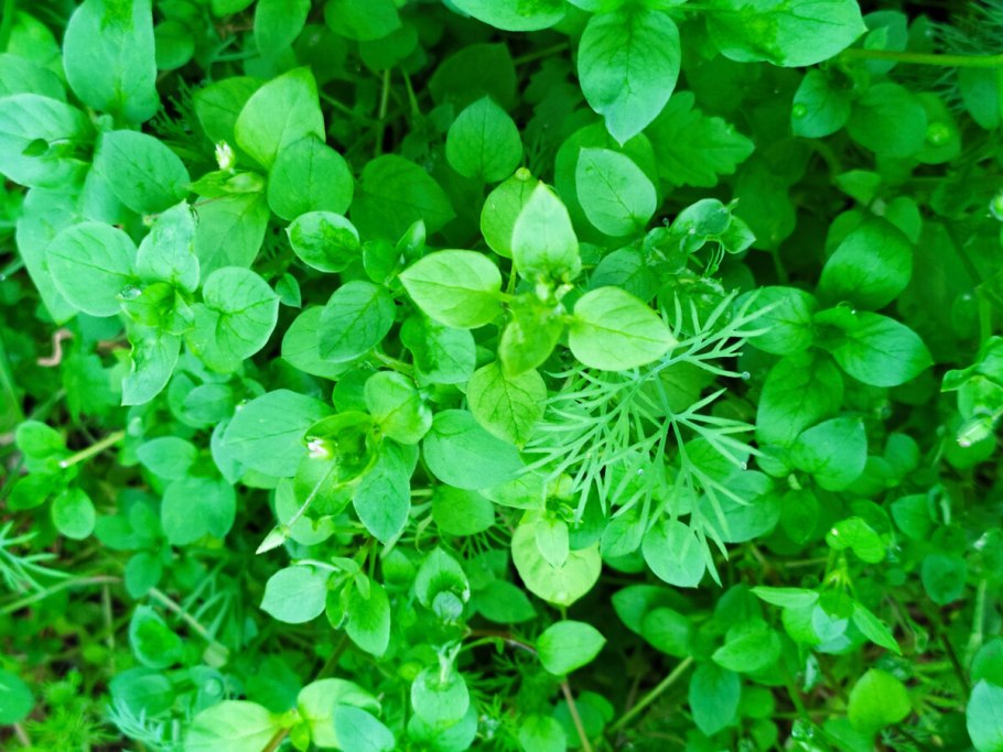 Трава мокрица