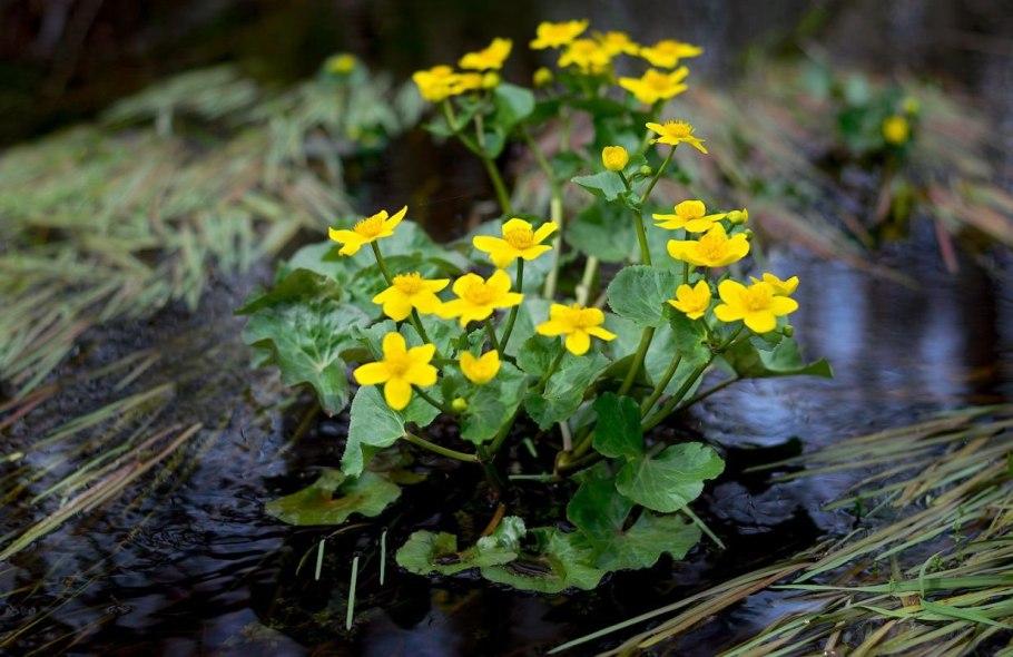 Калужница Caltha palustris