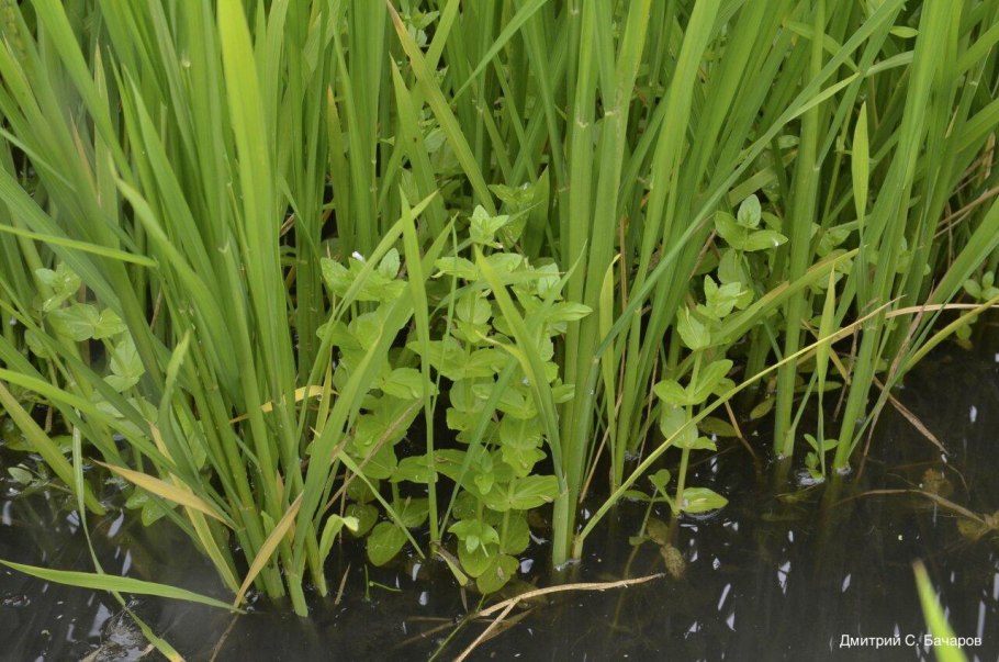 Осот . Пырей . Лебеда