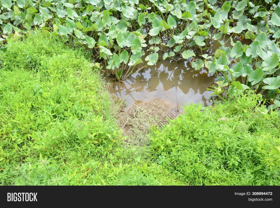 Лягушатник растение сорняк