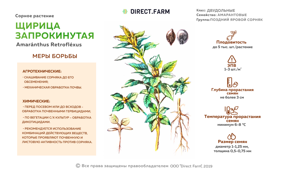 Мокрица сорняк огородный