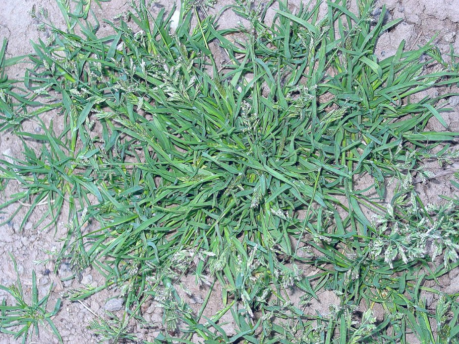 Латук татарский сорняк