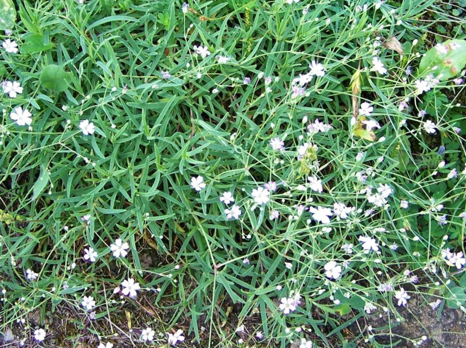 Как переводится название травы щерщи кепщи