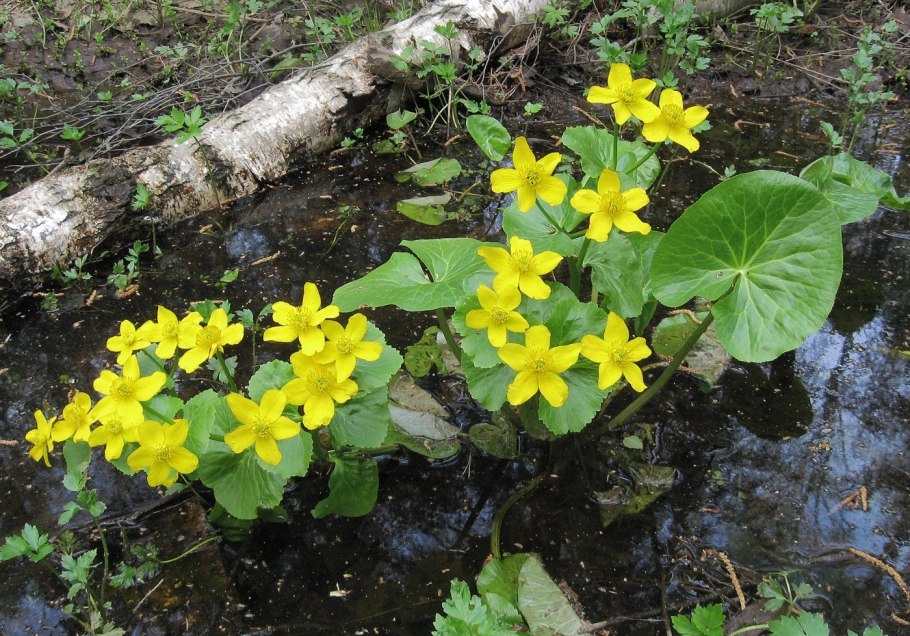 Трава портулак огородный