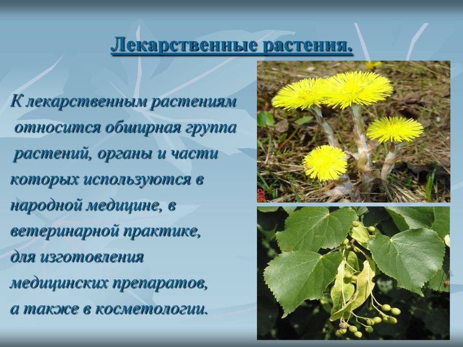 Одуванчик лекарственный – Taraxacum officinale