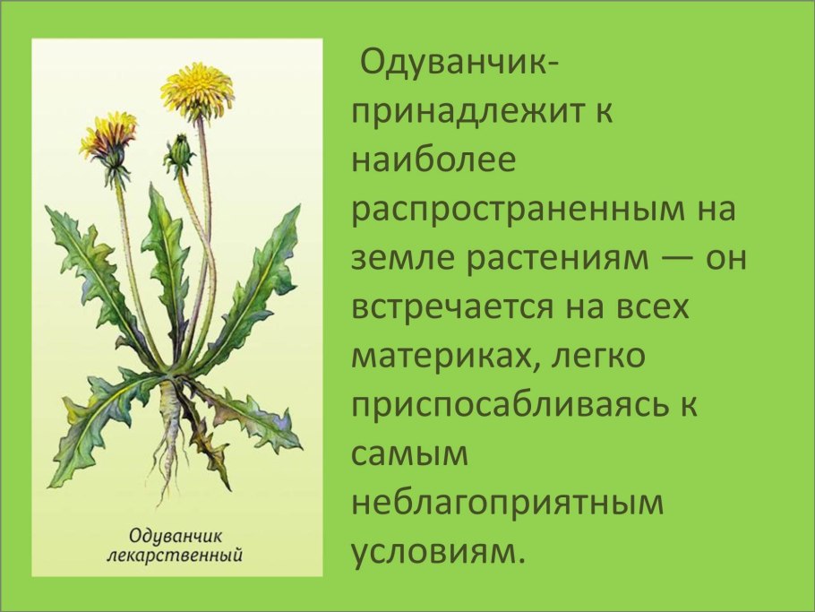 Одуванчик лекарственный строение