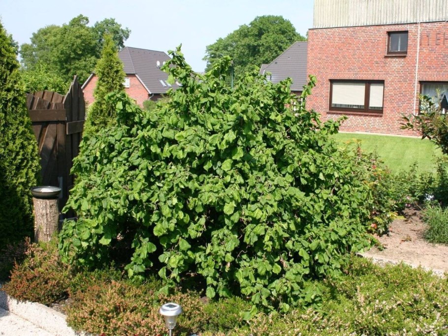 Лещина Конторта