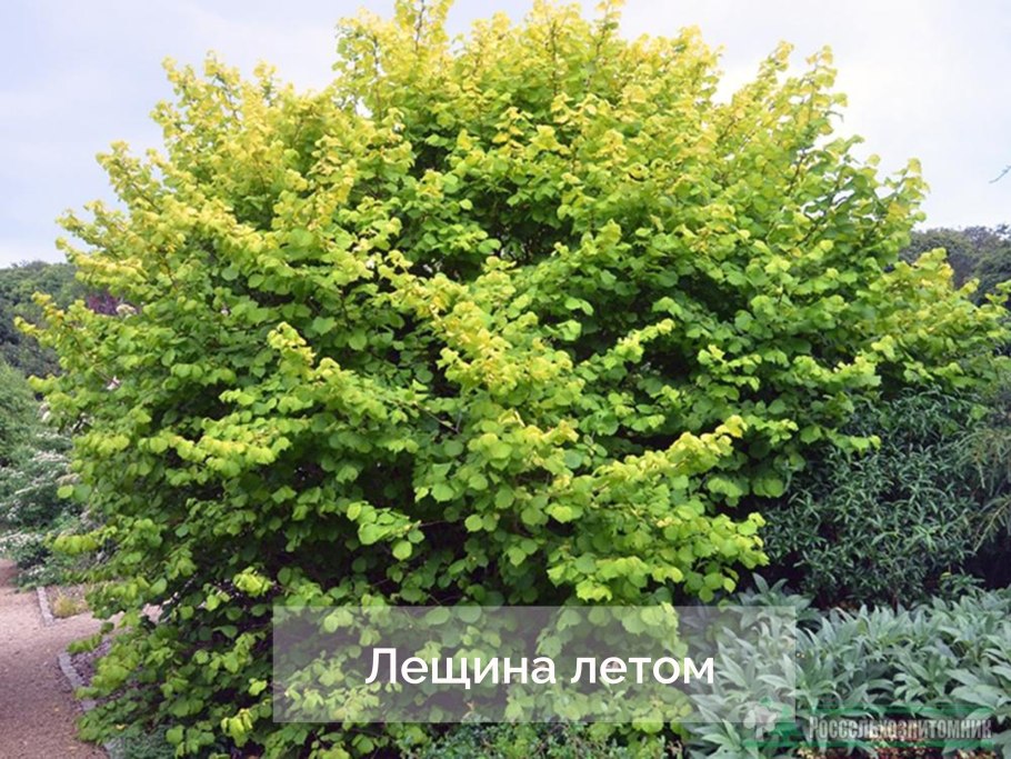 Сорт Тамбовский ранний фундук