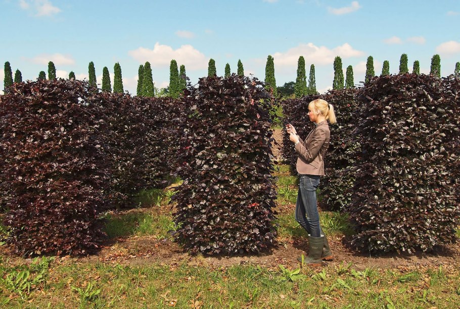 Лещина обыкновенная изгородь