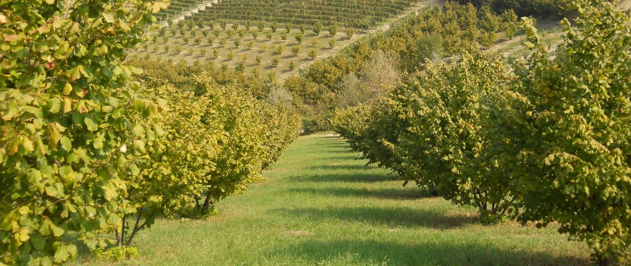 Лещина крупная Пурпуреа