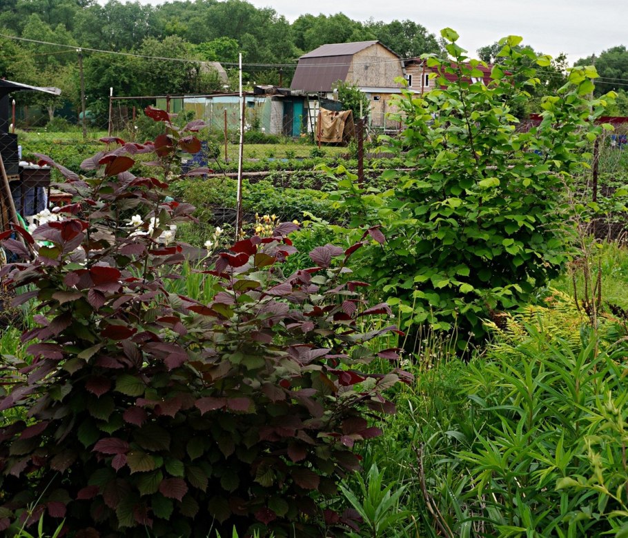 Лещина Трапезунд