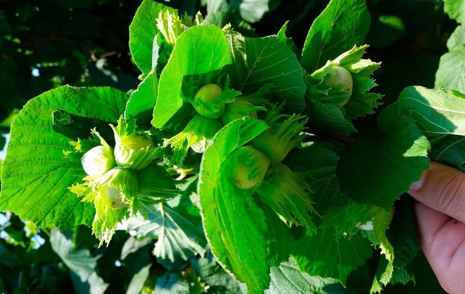 Лещина обыкновенная purpurea