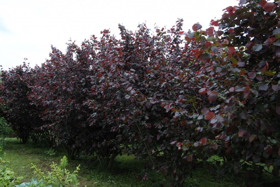 Лещина обыкновенная (Corylus avellana)