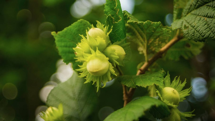 Лещина обыкновенная Конторта на штамбе