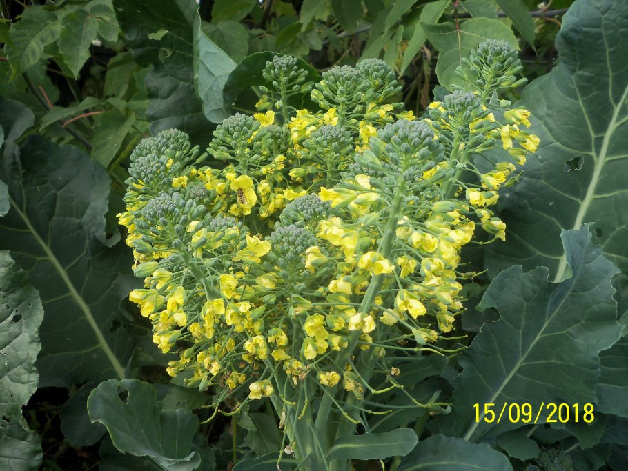 Свербига Восточная Bunias orientalis