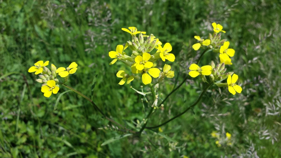 Желтушник (Erysimum)