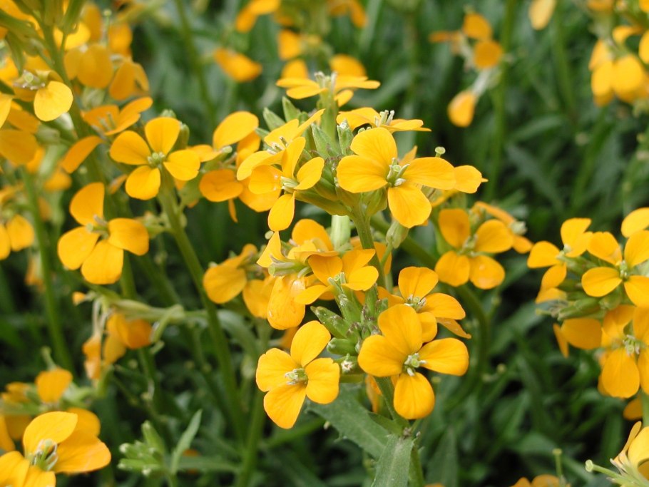 Сурепка Barbarea vulgaris