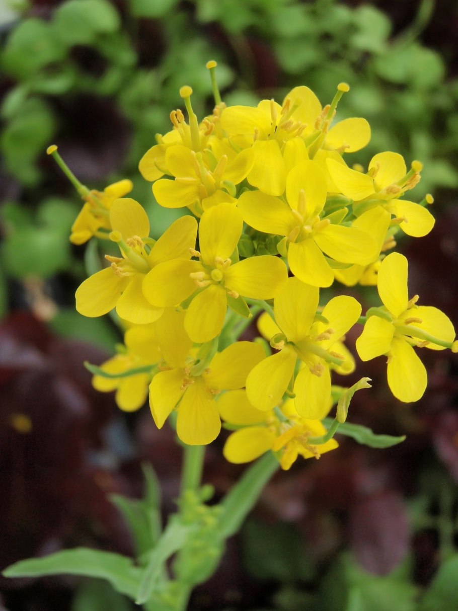 Горчица сарептская (Brassica juncea l.)